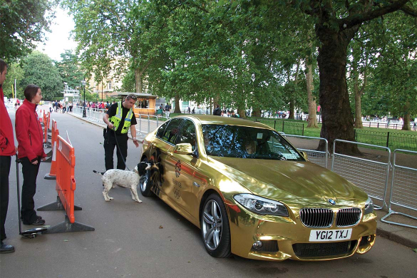 Explosive detection dog