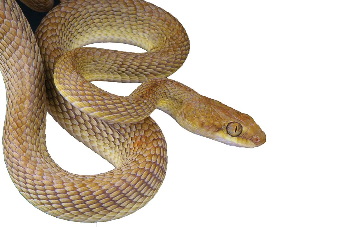 Security in the Middle East 2014