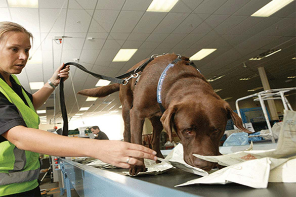 Dog security in the middle east