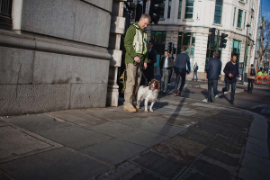 Explosive detection dogs